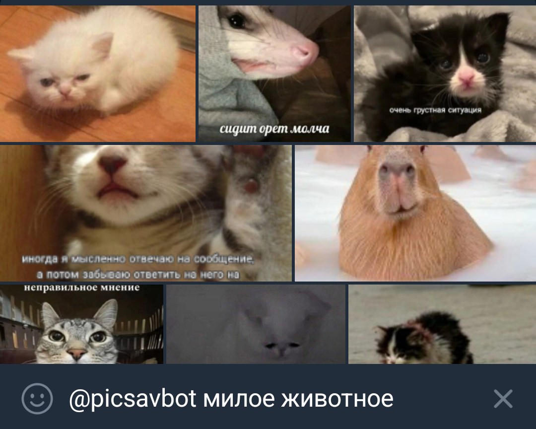 Searching for “cute animal” in @picsavbot